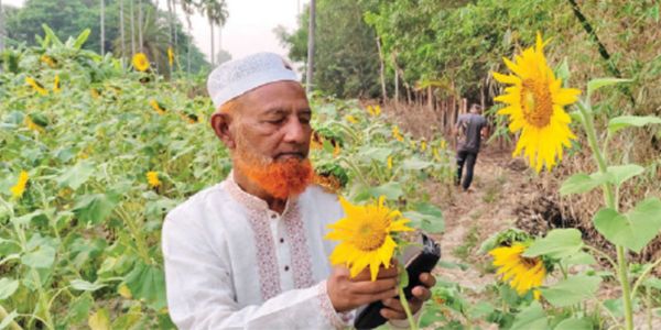 সূর্যমুখী চাষে ঝুঁকছেন কৃষক বাড়বে তেল উৎপাদন